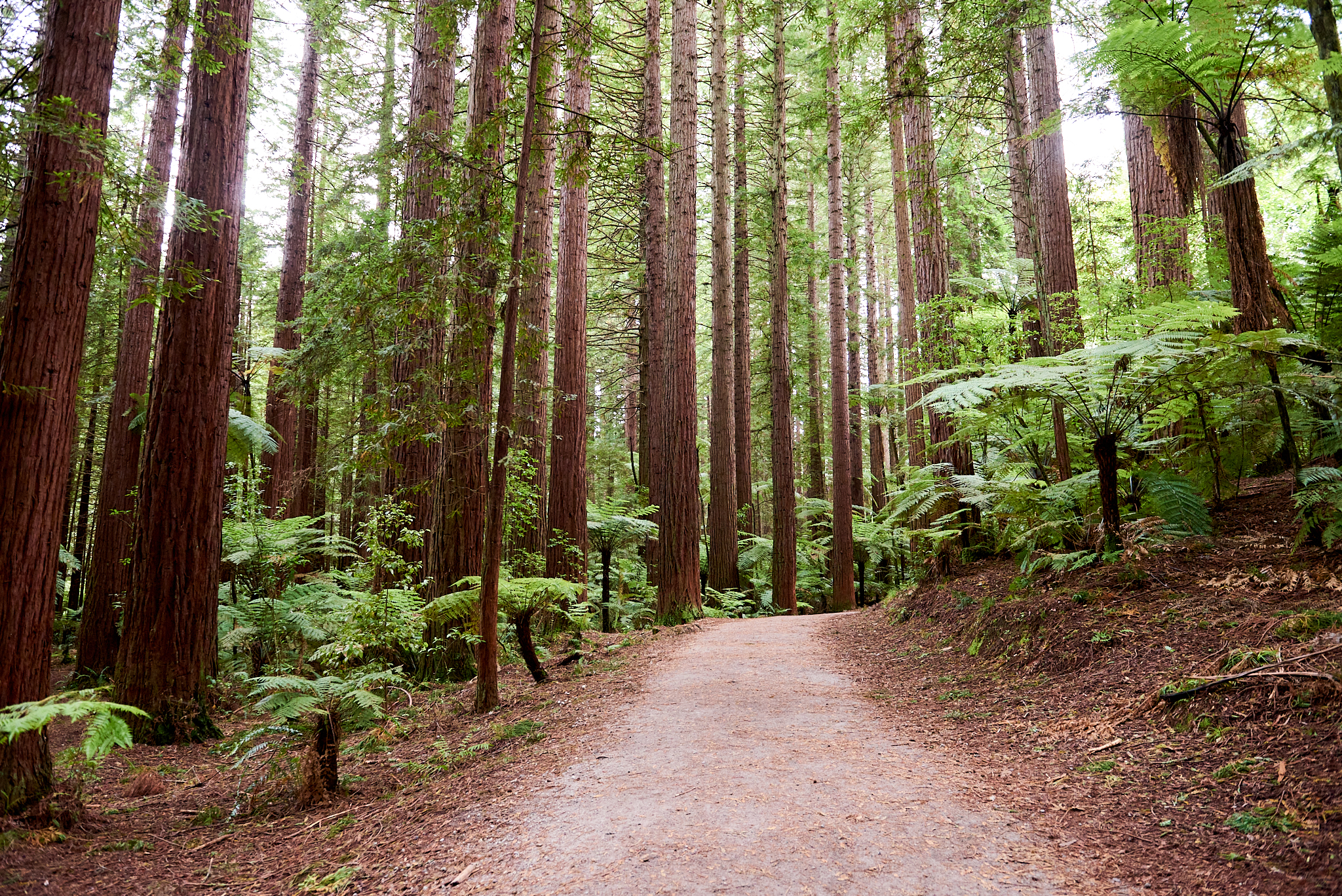 20180130 014 뉴질랜드 카레레
